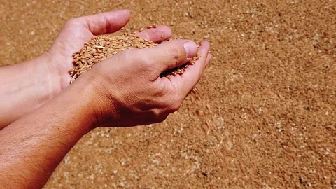 Slow motion. Close-up. White young man's hands. palms are filled with dry wheat Stock Footage 137959079