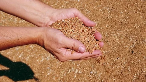 Slow motion. Close-up. White young man's hands. palms are filled with dry wheat Stock Footage 137959081