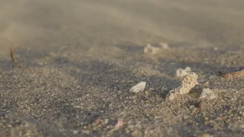 Slow motion close up of wind blowing sand across small stones and seashells.. Stock Footage 334917811