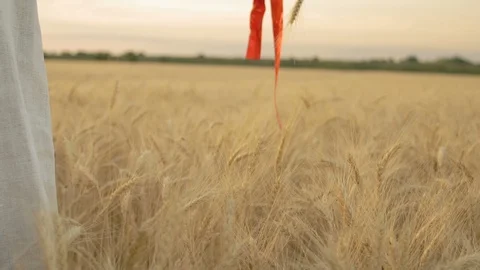 Slow Motion, Close-up, Woman's Hand Holds Wheat Spikes Bound by Red Ribbon and Stock Footage 91836507
