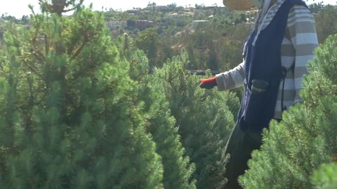 Slow Motion Close Up Worker Pruning Evergreen At A Tree Farm Stock Footage 83360019