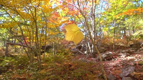 SLOW MOTION CLOSE UP Yellow fall foliage maple leaf falling off in autumn forest Stock Footage