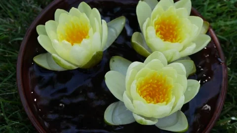 Slow motion close-up yellow lotus waterlily flower falling down into water, hd Stock Footage 150848041