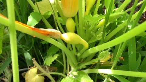 Slow motion close up of yellow squash plants in metal troughs in garden Stock Footage 146756682