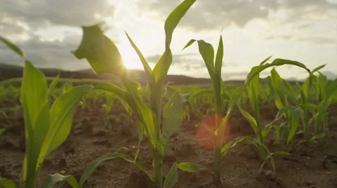 SLOW MOTION CLOSE UP: Young corn growing on a agricultural field at sunset Stock Footage 50621214