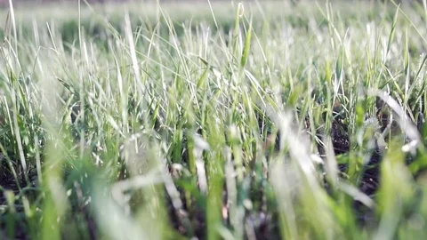 SLOW MOTION, CLOSE UP: Young green grass swaying in the wind Stock Footage