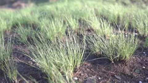 SLOW MOTION, CLOSE UP: Young green grass swaying in the wind Stock Footage 74901224