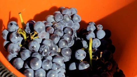 SLOW MOTION Close up of young womans hand placing ripe grapes into basket Vídeos de archivo 116776496