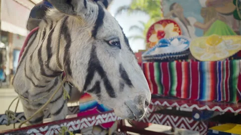 Slow-motion Close up of a Zonkey (donkey/zebra) downtown Tijuana Mexico Stock Footage 165477606