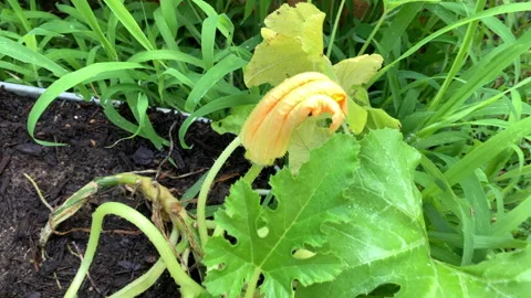 Slow motion close up of zucchini squash plants in metal troughs in garden Stock Footage 146756674