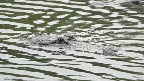 Slow motion closeup of an alligator Vídeos de archivo 170623440