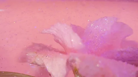 Slow motion closeup of beautiful pink flower and glitter particles under water Stock Footage 151663930