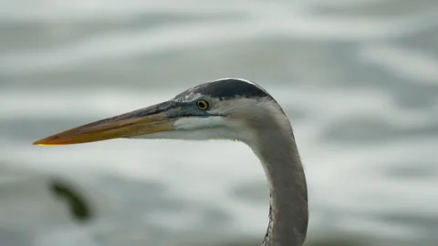 Slow Motion Closeup of a Blue Heron Stock-Footage 329248121