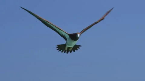 Slow-motion Closeup Brown Booby Bird in Flight Stock Footage 302133899