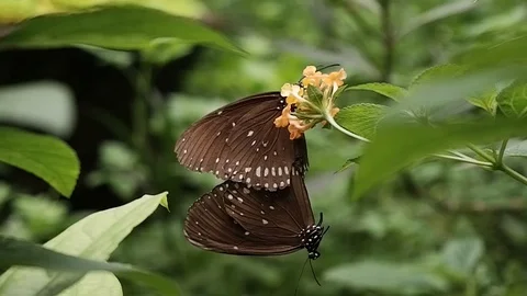 Slow motion of closeup butterflies mating on a flower Stock Footage 94142452