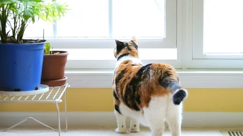 Slow motion closeup of calico cat, standing looking through window in home, Stock Footage 96996941