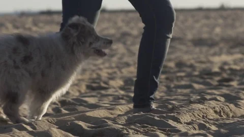 Slow Motion Closeup of Dog Running And Jumping Video stock 84901241
