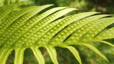 Slow Motion Closeup of Fern Leaf Swaying Under Sunlight Vídeo Stock 341792717