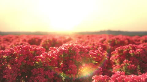 Slow motion Closeup Filed of Lagerstroemia Indica Red flower in the sun rise. Stock Footage 280541452