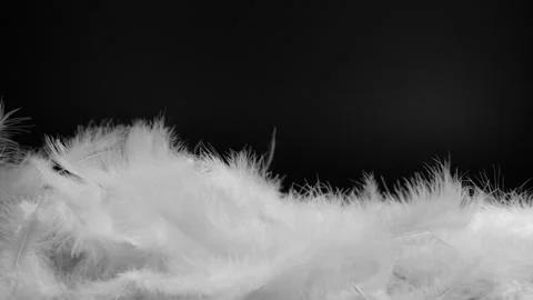 Slow motion closeup of flying white fluffy feathers isolated on black background Stock Footage 268543852