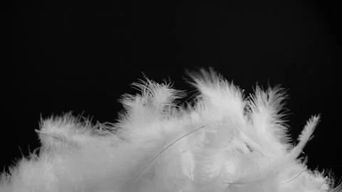 Slow motion closeup of flying white fluffy feathers isolated on black background Stock-Footage 270451787