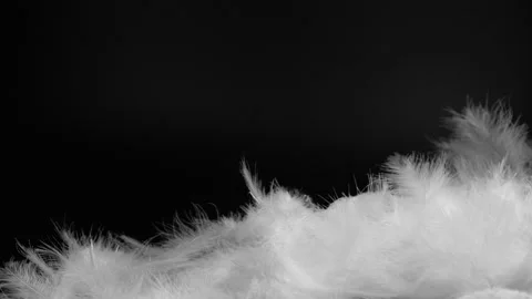 Slow motion closeup of flying white fluffy feathers isolated on black background Stock Footage 273454871