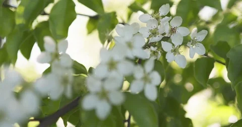 Slow motion closeup focus pull shot of white apple tree blossom Stock Footage