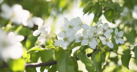 Slow motion closeup focus pull shot of white apple tree blossom Stock Footage