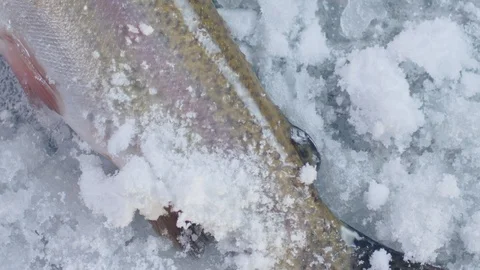 Slow motion closeup of fresh fish falling down on the ice and snow snow Stock Footage 103983352