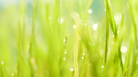 Slow motion closeup germinated sprouts of wheat, closeup green grass background Stock Footage 151304542