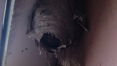Slow motion closeup: A giant abandoned wasps nest is destroyed by a broom Stock Footage 101346185