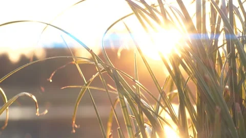 Slow motion closeup of grass silhouette over beautiful sunset nature background Stock Footage 163281604