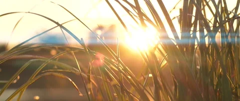 Slow motion closeup of grass silhouette over beautiful sunset nature background Stock Footage 166933652
