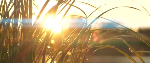 Slow motion closeup of grass silhouette over beautiful sunset nature background Stock Footage 170408957