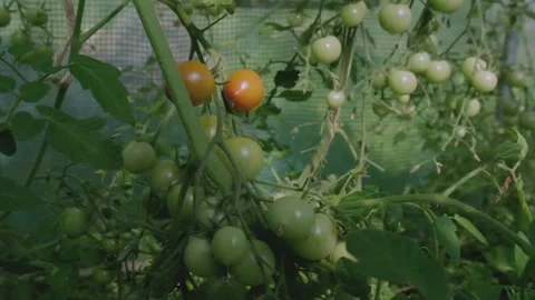 Slow Motion Closeup of Green Cherry Tomatoes on a Vine Stock-Footage 314767521