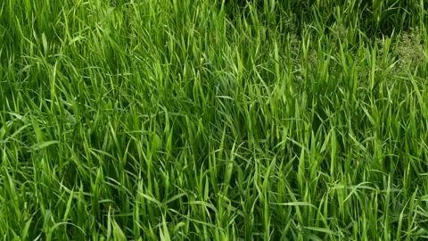 Slow motion closeup green grass texture with wind blowing, farm field background Stock Footage 196204501