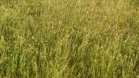 Slow motion closeup green grass texture with wind blowing, farm field background Stock Footage 197014016