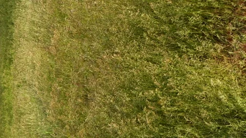 Slow motion closeup green grass texture with wind blowing, farm field background Stock Footage 197396477
