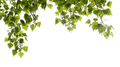 Slow motion closeup green tree leaves frame isolated on white, nature background Stock Footage 258318240