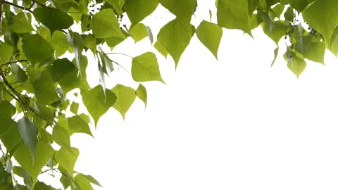 Slow motion closeup green tree leaves frame isolated on white, nature background Stock Footage 274334320