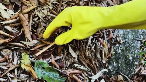 Slow motion closeup of the hands of a volunteer with yellow gloves picking .. Stock Footage 236654979