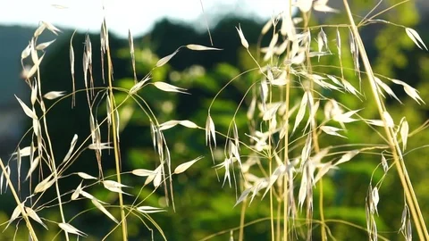 Slow motion closeup of high grass by the river on sunset Stock Footage 76115116