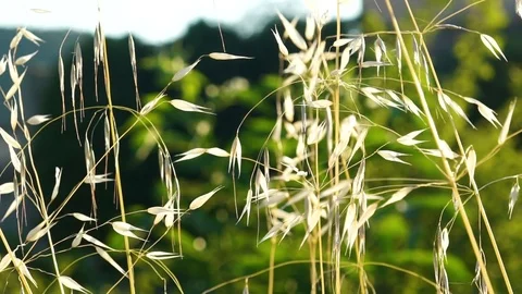 Slow motion closeup of high grass by the river on sunset, 4K Stock Footage 77893460