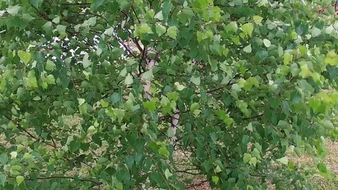 Slow motion. closeup of leaves on a tree in windy weather Stock Footage 122699978