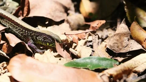 Slow motion closeup of a lizard seeking for a bug in dry leaves Stock Footage 241004340