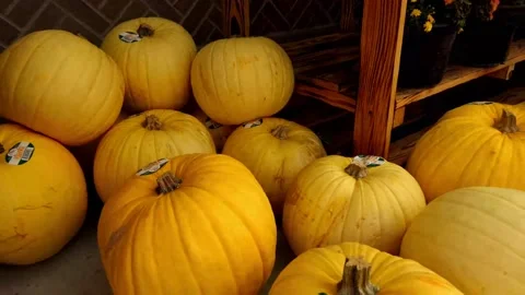 Slow-motion closeup of mellow yellow pumpkins on display outside market store 動画素材 140554599
