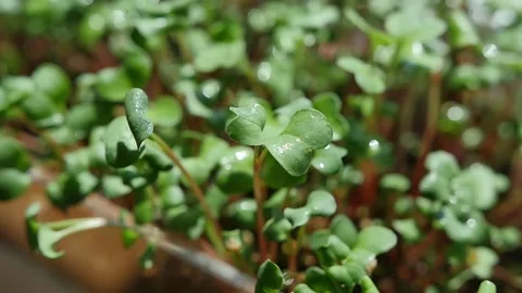Slow motion closeup on microgreen leaf being watered 스톡 동영상 202188315