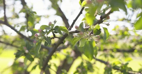 Slow motion closeup pan shot of light pink apple tree blossom Stock Footage
