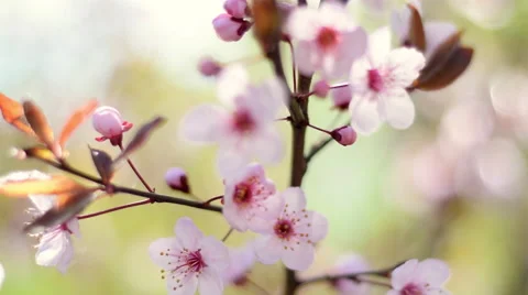 Slow motion closeup pan view of blooming pink cherry branch Vídeo Stock 56439293