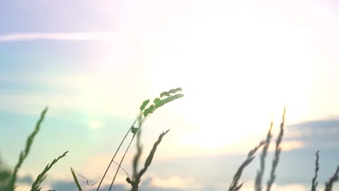 Slow Motion Closeup of Plants Blowing in the Wind Stock Footage 255750963